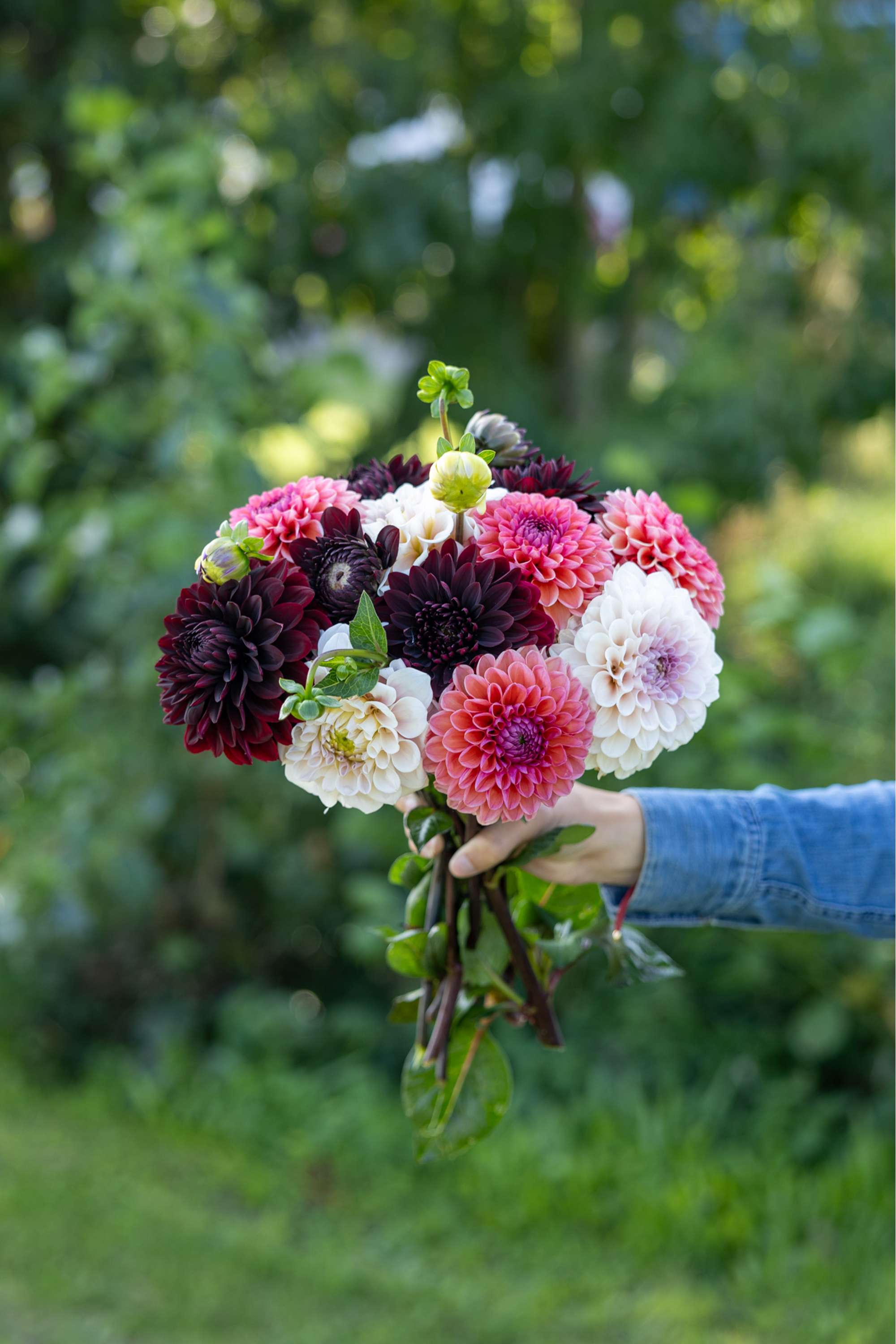 Dahliamix Dark Hearth'